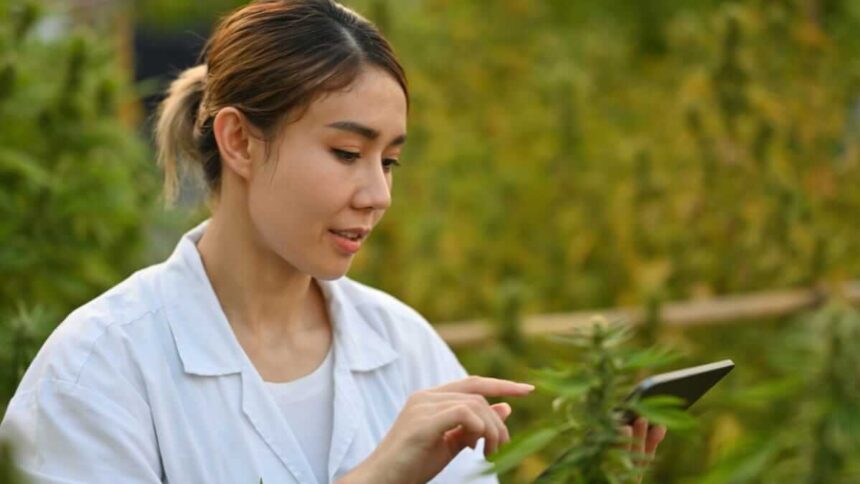 CBD-Blüten erklärt: Was sind CBD-Blüten, wie wachsen sie und warum ist Qualität so wichtig?