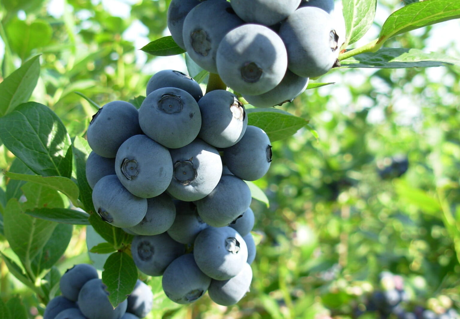 Die amerikanische Heidelbeere erfreut sich seit vielen Jahren großer Beliebtheit bei Menschen, die Wert auf eine gesunde Ernährung legen. Ihr außergewöhnlicher Geschmack, ihre zahlreichen Nährstoffe und ihre vielseitige Verwendung in der Küche machen sie zu einer der beliebtesten Früchte weltweit. Eine besonders interessante Sorte ist Brigitta, die für ihre großen, festen Früchte und ihre hervorragende Haltbarkeit bekannt ist. In diesem Artikel werfen wir einen genaueren Blick auf diese Sorte und erklären, warum Heidelbeeren so gesund sind und warum es sich lohnt, sie regelmäßig zu essen.