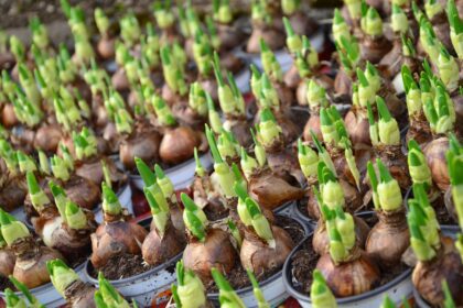Farben-Explosion im Garten: So wählen Sie die richtigen Blumenzwiebeln für den frühesten und längsten Blütenflor