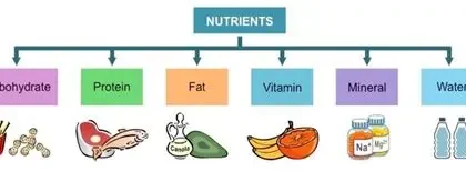 Der Einfluss von Vitamin D auf die Gesundheit